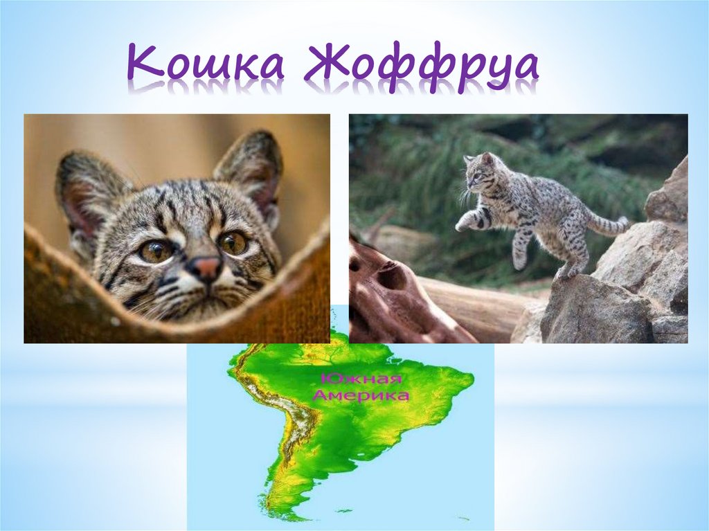Кошка Жоффруа