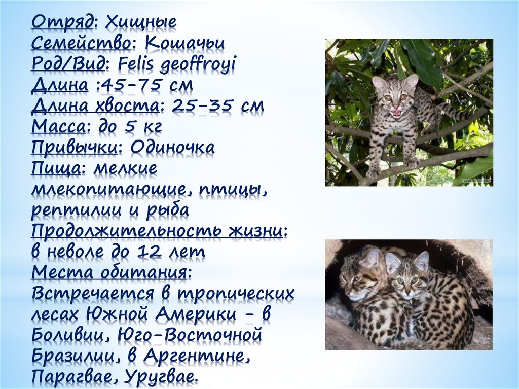 Отряд: Хищные Семейство: Кошачьи Род/Вид: Felis geoffroyi Длина :45-75 см Длина хвоста: 25-35 см Масса: до 5 кг Привычки: