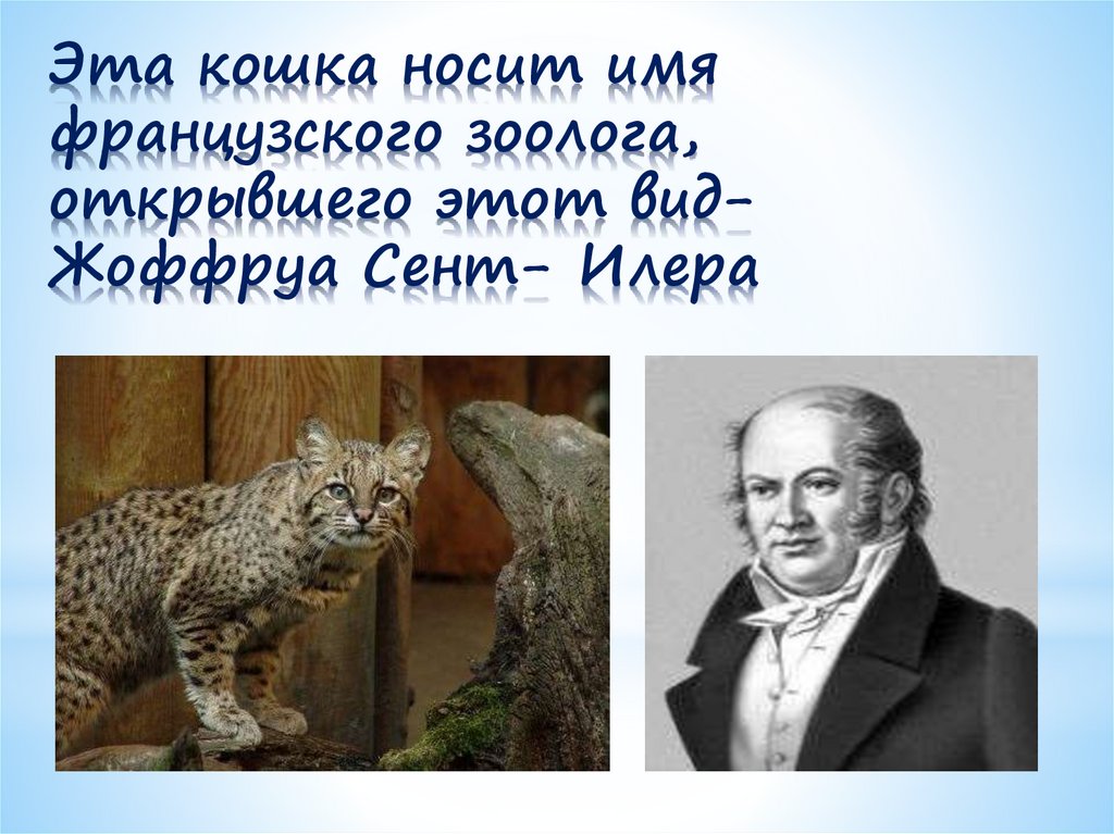 Эта кошка носит имя французского зоолога, открывшего этот вид- Жоффруа Сент- Илера