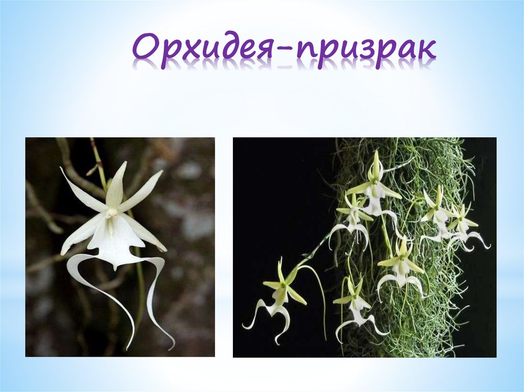 Орхидея-призрак