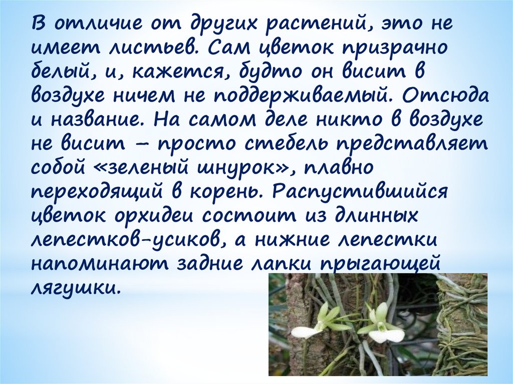 В отличие от других растений, это не имеет листьев. Сам цветок призрачно белый, и, кажется, будто он висит в воздухе ничем не