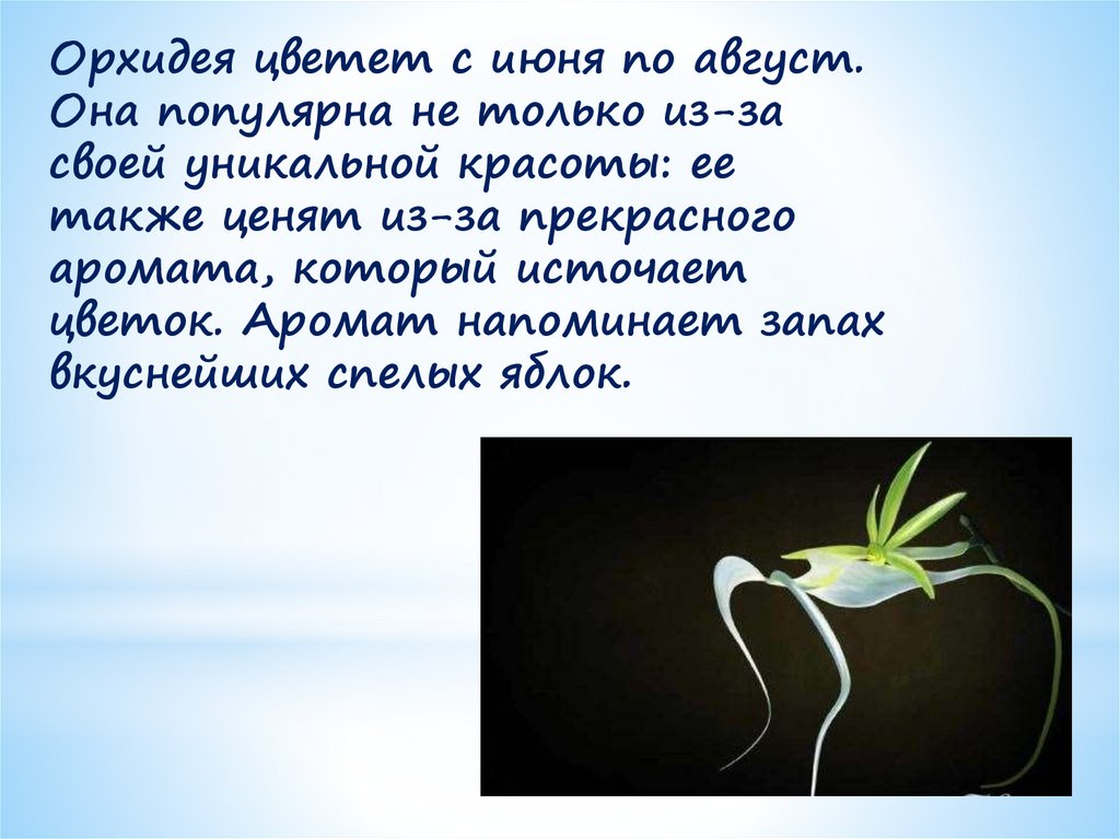Орхидея цветет с июня по август. Она популярна не только из-за своей уникальной красоты: ее также ценят из-за прекрасного