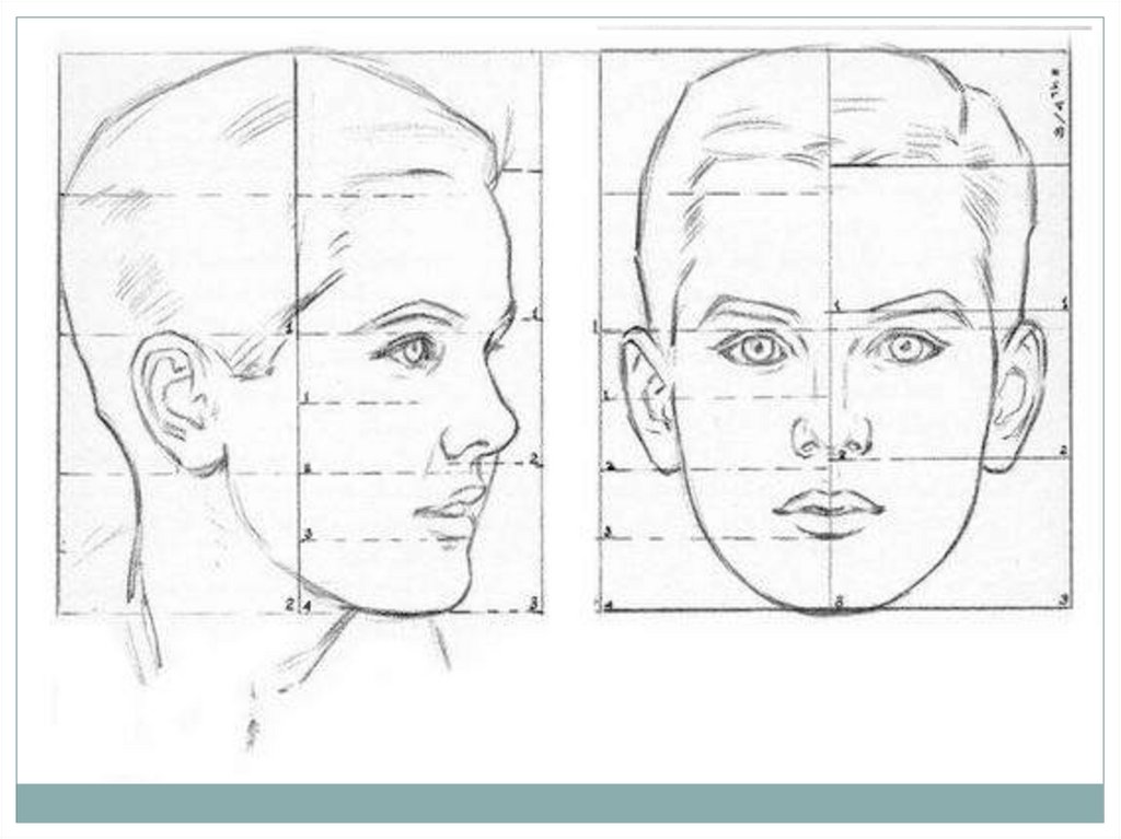 Пропорции лица академический рисунок
