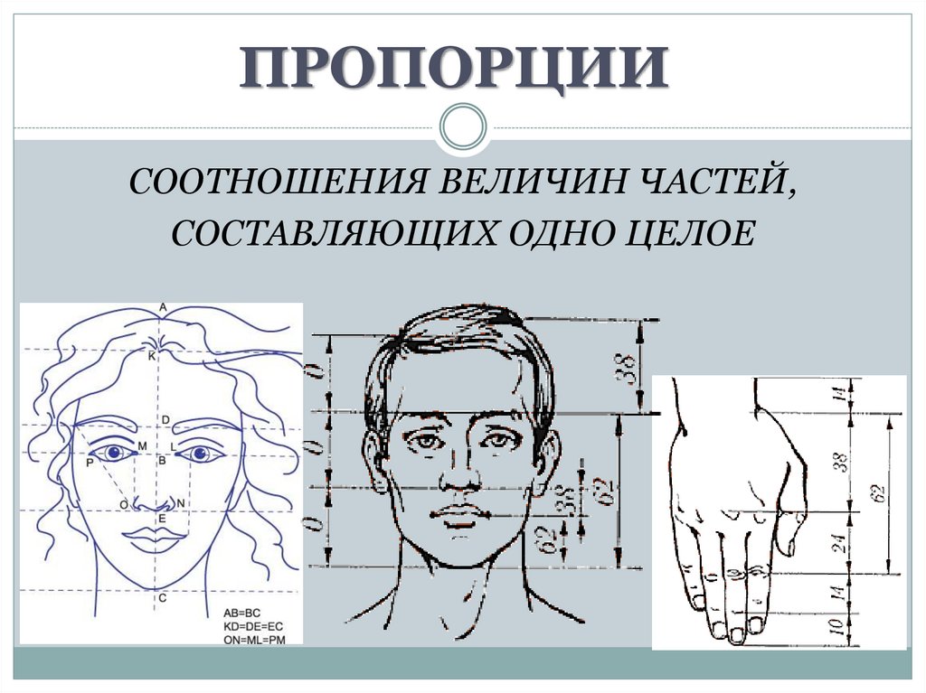 Эстетические пропорции лица презентация