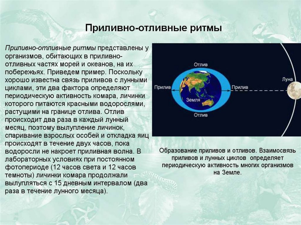 Лунные приливы и здоровье человека презентация