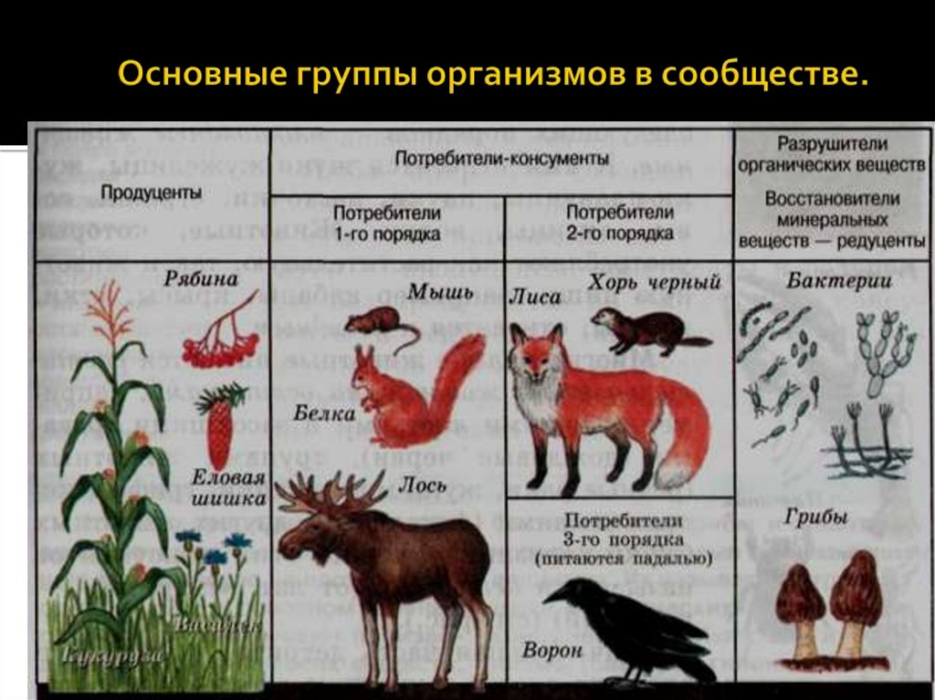 Роль функциональных групп в биогеоценозе. Экологические группы организмов. Функциональные группы экосистемы. Группы организмов в сообществе.