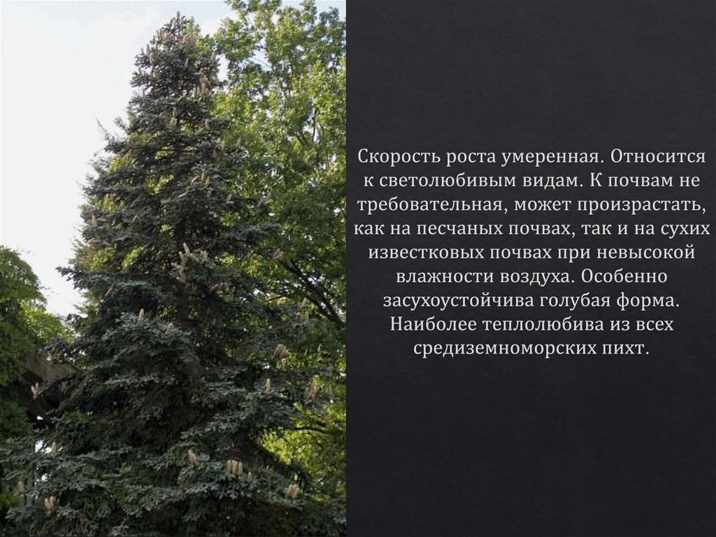 Скорость роста умеренная. Относится к светолюбивым видам. К почвам не требовательная, может произрастать, как на песчаных
