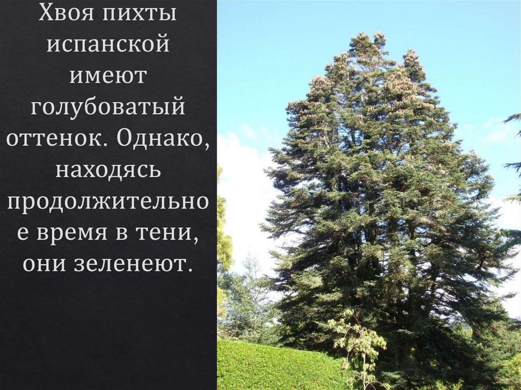 Хвоя пихты испанской имеют голубоватый оттенок. Однако, находясь продолжительное время в тени, они зеленеют.
