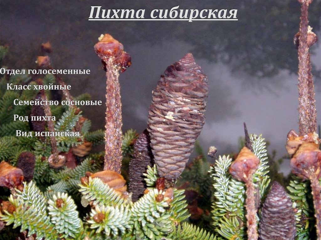 Пихта сибирская