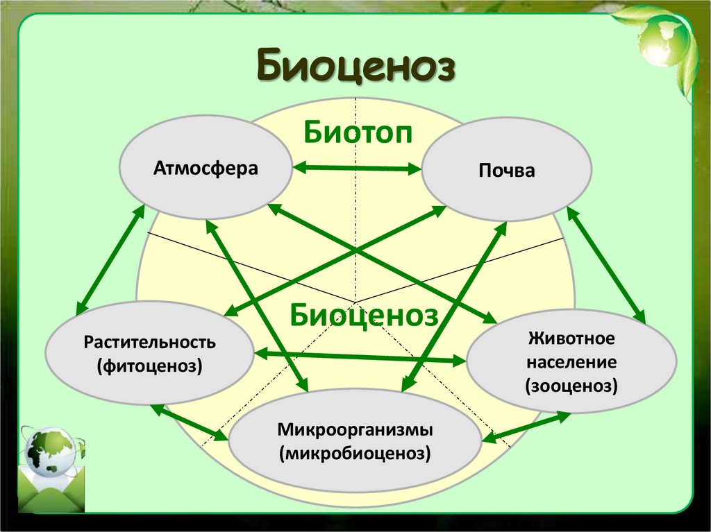 Примеры биоценоза в биологии. Экосистема биоценоз биотоп. Биогеоценоз биотоп биоценоз. Схема биогеоценоза. Биоценоз схема.