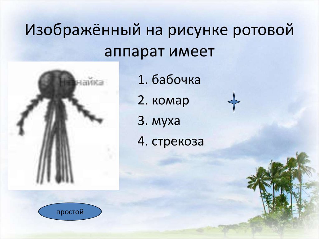 Для представителей какого отряда наиболее характерен представленный на рисунке ротовой аппарат