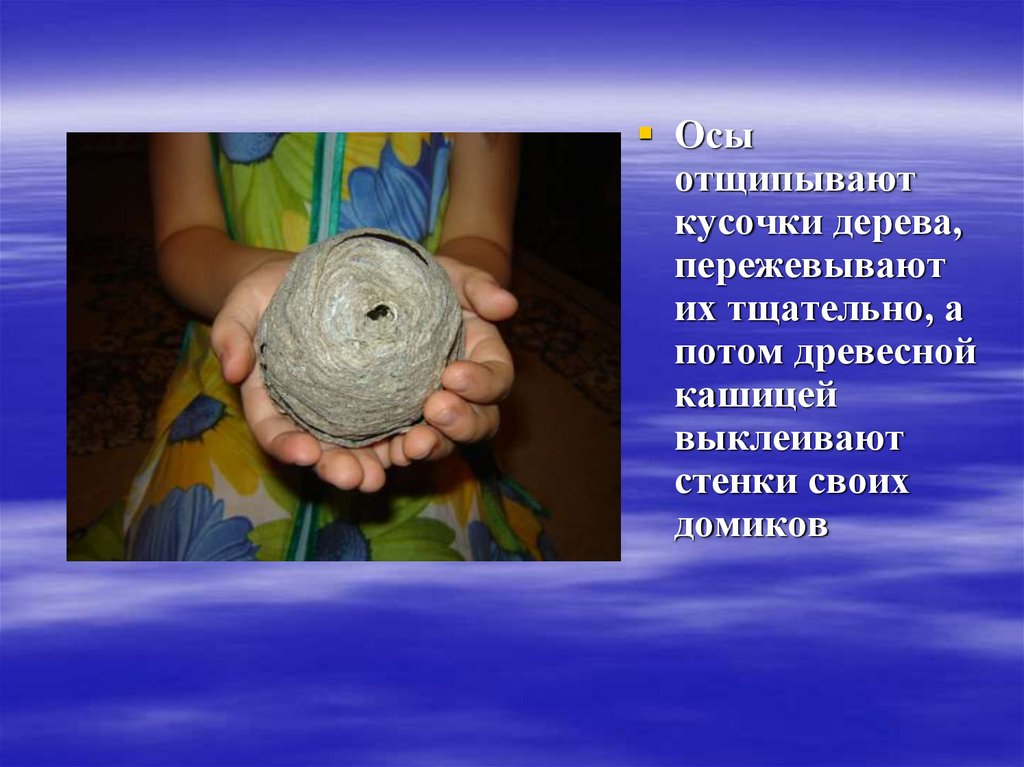 Осиное гнездо - online presentation
