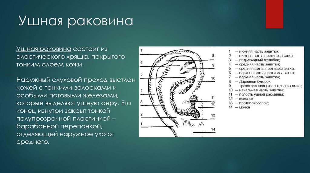 Особенности ушной раковины. Продольный размер ушных раковин.