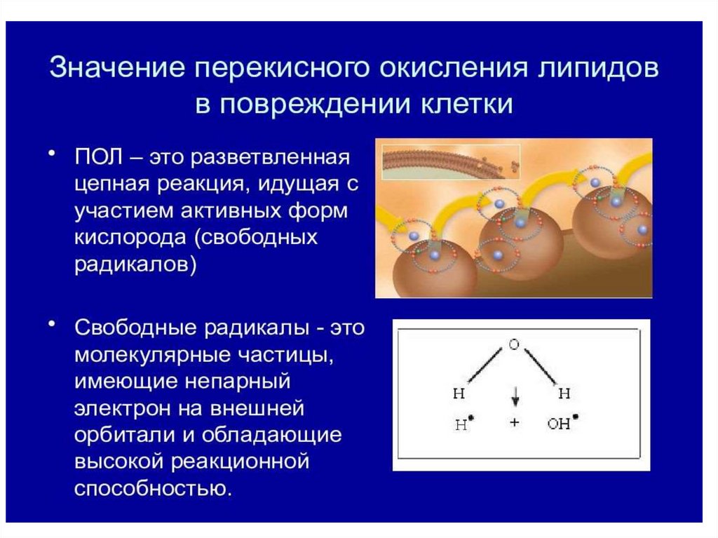 Последствия перекисного окисления липидов. Схема инициации перекисного окисления липидов. Схема реакций перекисного окисления липидов. Перекисное окисление липидов (пол) в мембранах. Разветвленная цепная реакция перекисного окисления липидов.