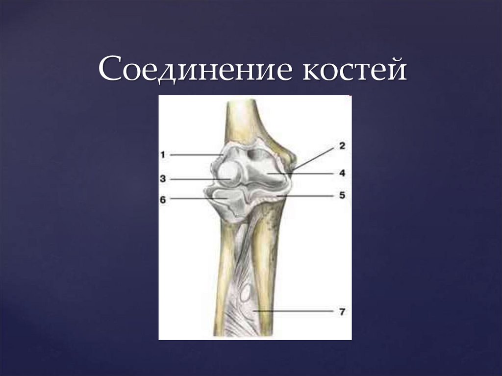 Соединение костей 6. Остеология анатомия костей. Анатомия Остеология презентация. Соединитель кость. Костные ткани и их роль в остеологии.