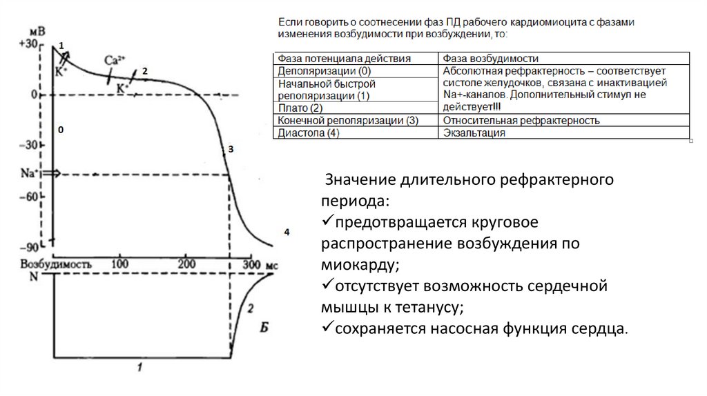 Сократимость миокарда норма