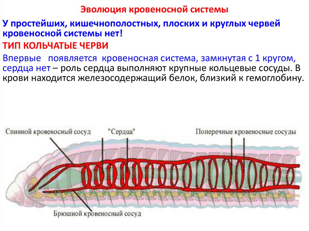 Эволюции кровеносной нервной