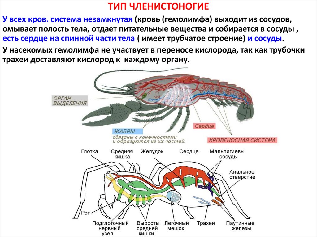 Кровеносная система насекомых. Кровеносная система членистоногих 7 класс биология. Кровеносная система черепахи схема. Сердце членистоногих. Эволюция кровеносной системы.