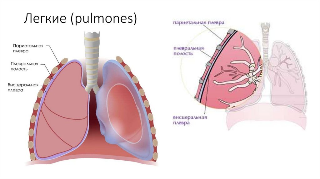 Дыхание - презентация онлайн