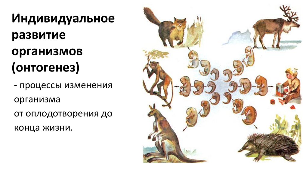 Типы индивидуального развития животных 8. Индивидуальное развитие организма. индивидуальное развитие 6 класс. индивидуальное развитие животных 6 класс. что такое индивидуальное развитие в биологии 6 класс.