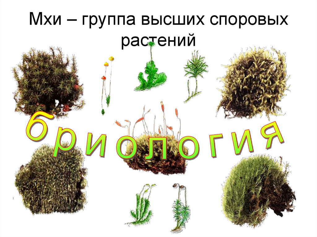 Группы мхов. Классификация мхов. Систематика моховидных растений. 100 Гр мха это сколько. Примеры растений группы мхов