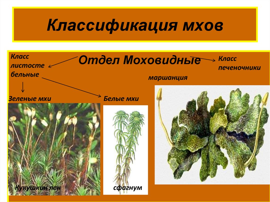 Группа растений моховидные