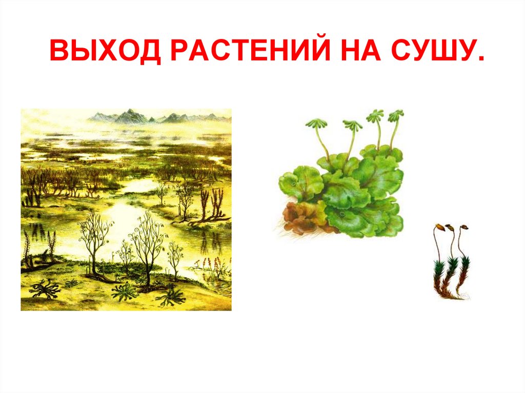 Рисунок первые растения на суше