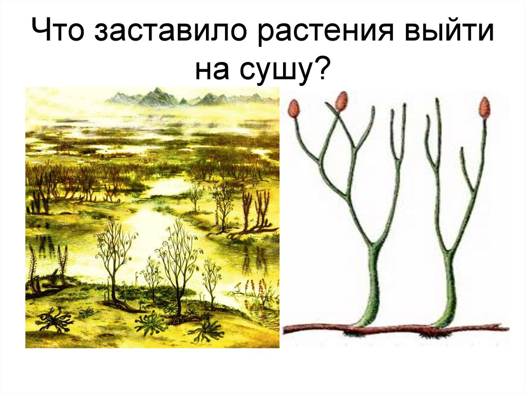 Риниофиты водоросли