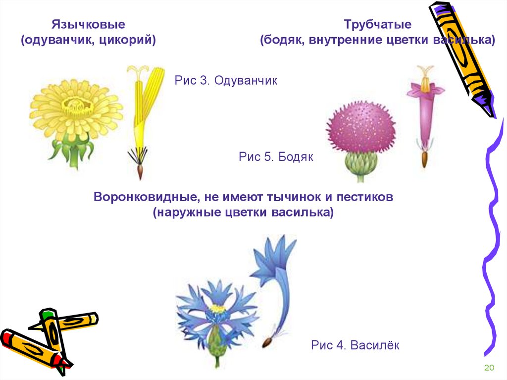 Сложноцветные формула