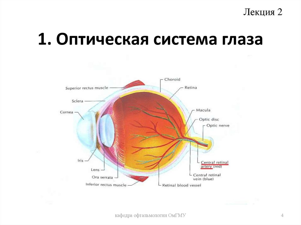 Какое образование относят к оптической системе глаза