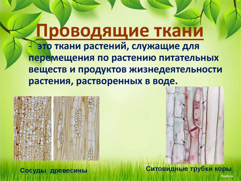 Тип ткани растения древесина. Ткани растений. Проводящие ткани растений. Ткани растений Проводящая ткань. Проводящая и образовательная ткань.