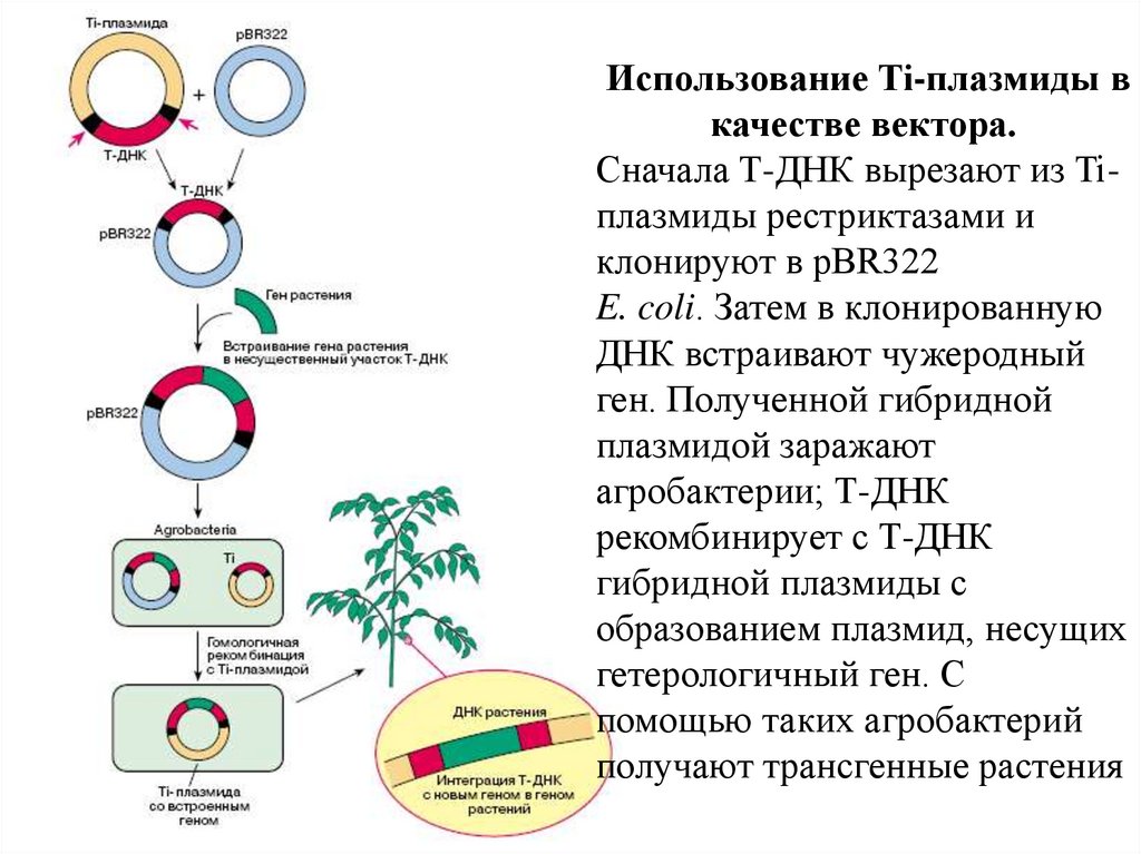 Вирус бактерия или плазмида несущая встроенный фрагмент. Схема строения плазмиды pbr322. Методы получения трансгенных растений. Использование ti-плазмиды в качестве вектора.. Встраивание ДНК В плазмиду.
