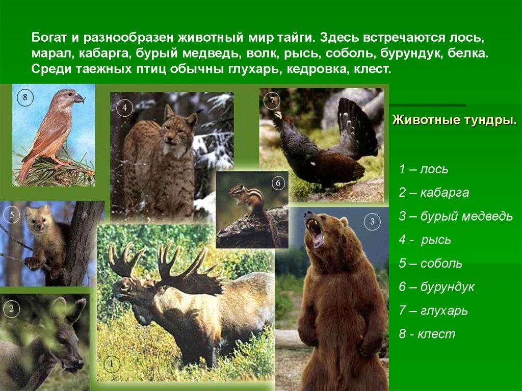 Презентация животный мир россии 8 класс география. Обитатели зоны тайги. Животный мир таежной зоны. Животные характерные для тайги. Животные и растительный мир тайги.