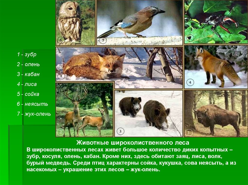 Живые организмы смешанного леса. Животный мир широколиственных лесов в России. Животный мир смешанных и широколиственных лесов в России. Зона смешанные и широколиственные леса животные. Зона широколиственных лесов животные.