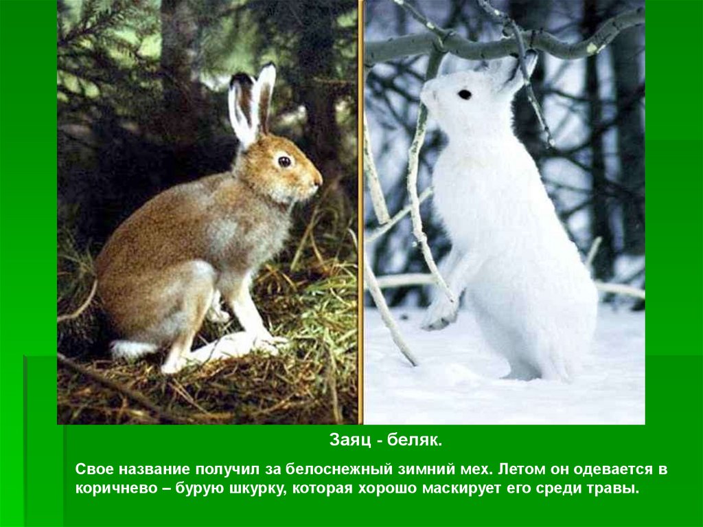 Изменение окраски шерсти у зайца беляка. Заяц Русак меняет окраску зимой. Заяц меняет шубку. Заяц меняет шубку на зиму. Заяц зимой и летом.