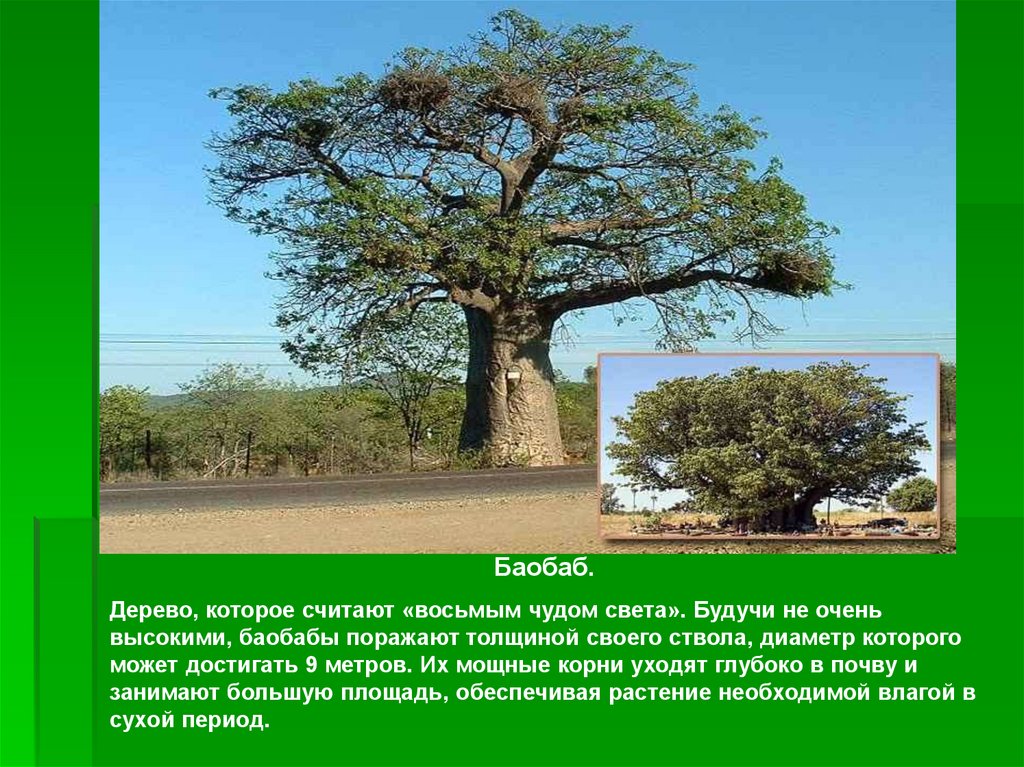 Воспользуйтесь текстом живет на свете баобаб. Баобаб дерево. Баобаб природная зона. Баобаб презентация. Продолжительность жизни деревьев баобаб.