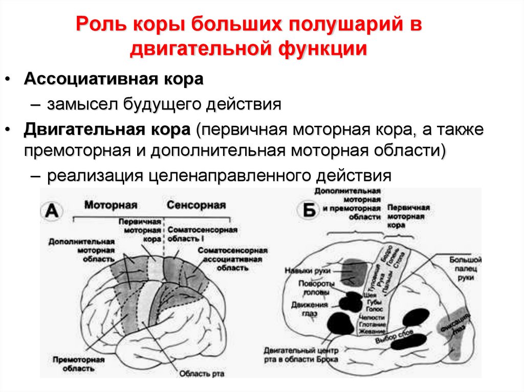 Двигательная зона головного мозга. Двигательные области коры больших полушарий. Ассоциативные области коры больших полушарий. Двигательные функции коры больших полушарий.