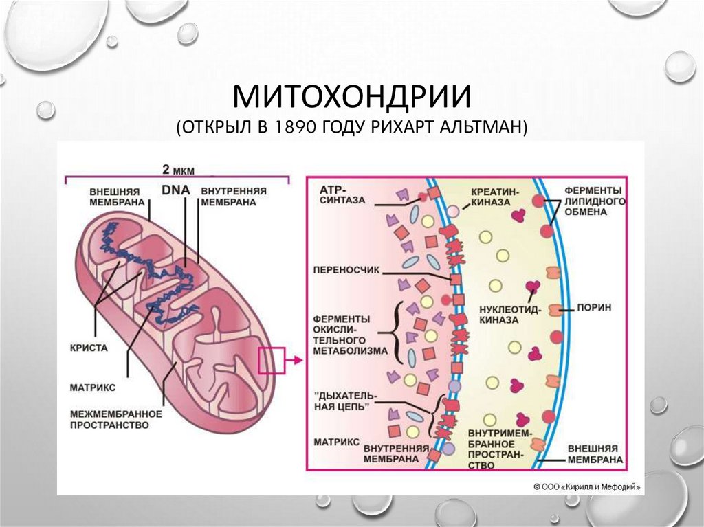 Белок митохондрии. Рихард Альтман митохондрии. Ферменты митохондрий. Строение митохондрии ферменты. Локализация митохондрий в клетке.