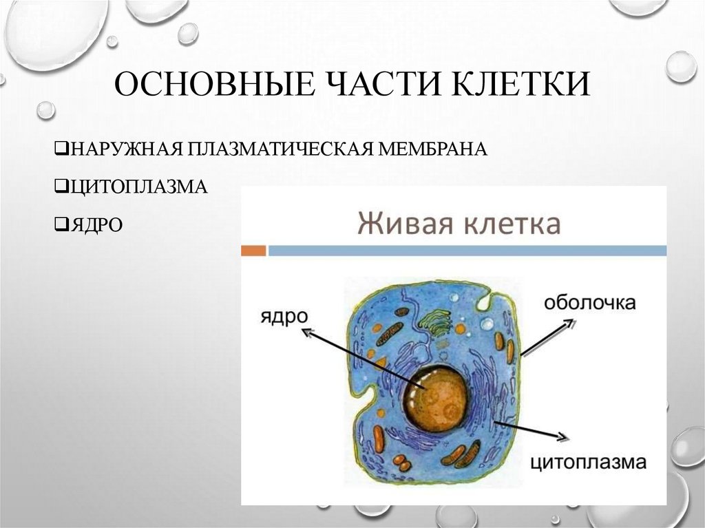 Как выглядит цитоплазма на рисунке