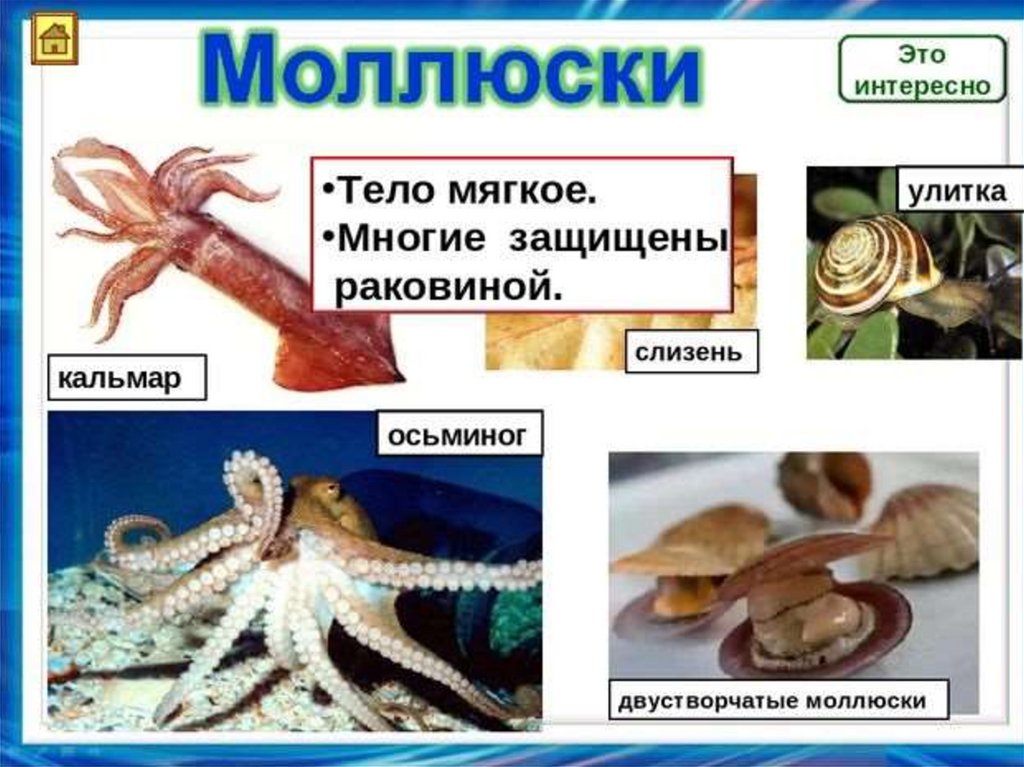 Беспозвоночные животные моллюски примеры. Группы животных моллюски. Осьминоги представители. Осьминоги и кальмары относятся. Группы беспозвоночные моллюски.