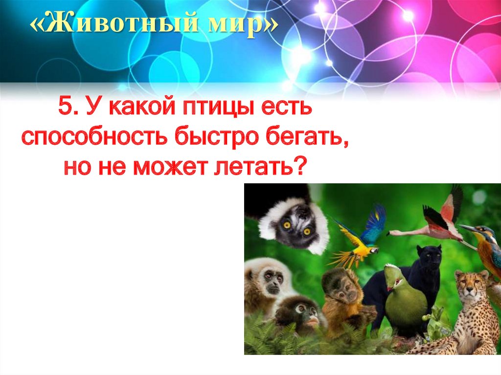 «Животный мир»