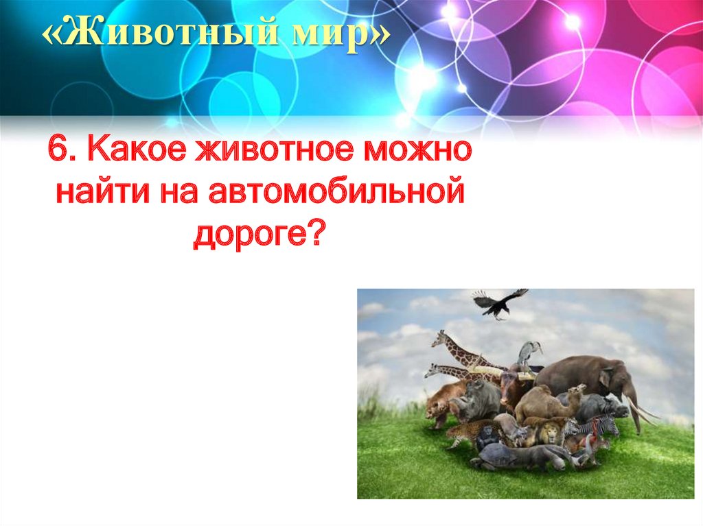 «Животный мир»