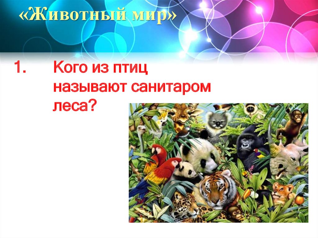 «Животный мир»