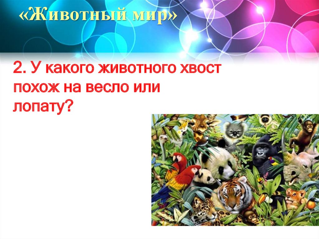 «Животный мир»