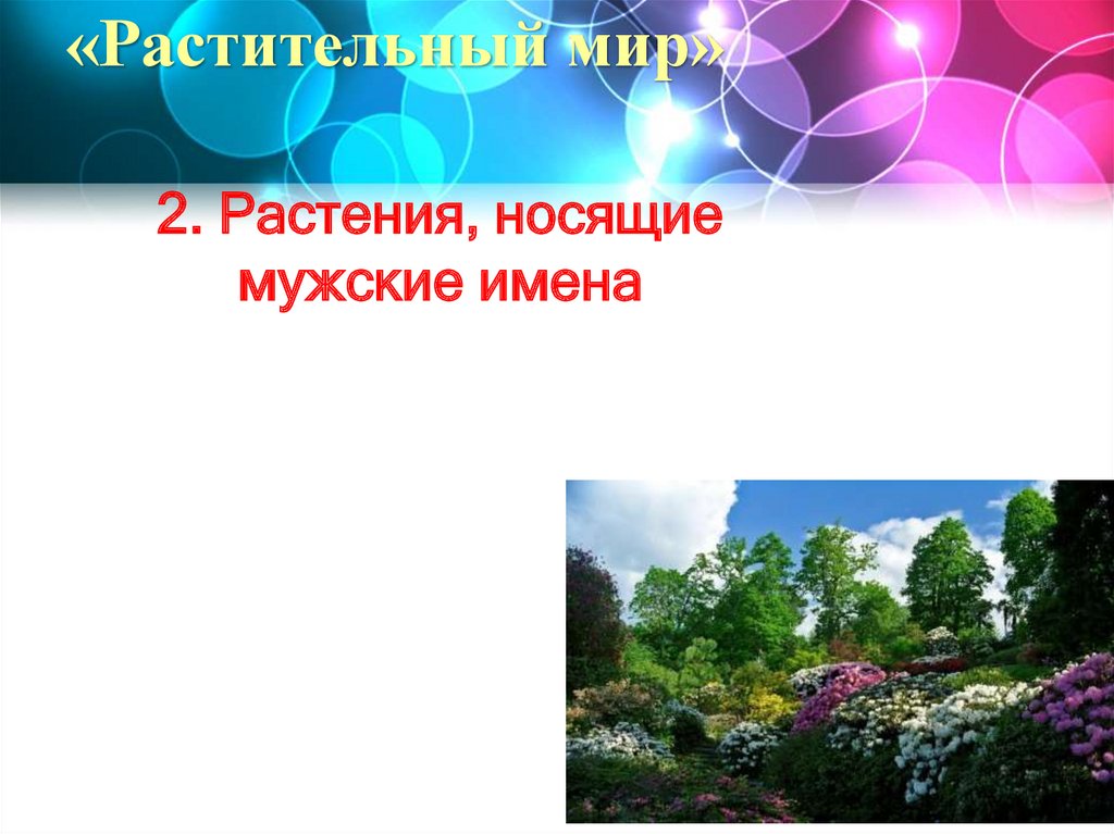 «Растительный мир»