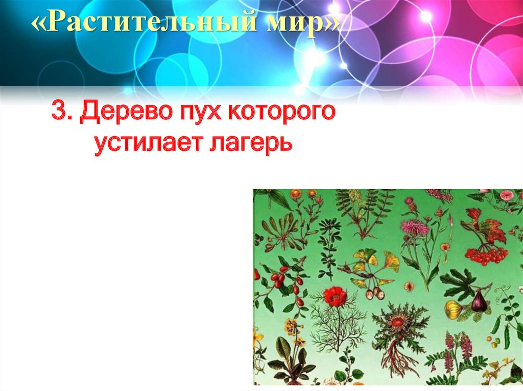 «Растительный мир»