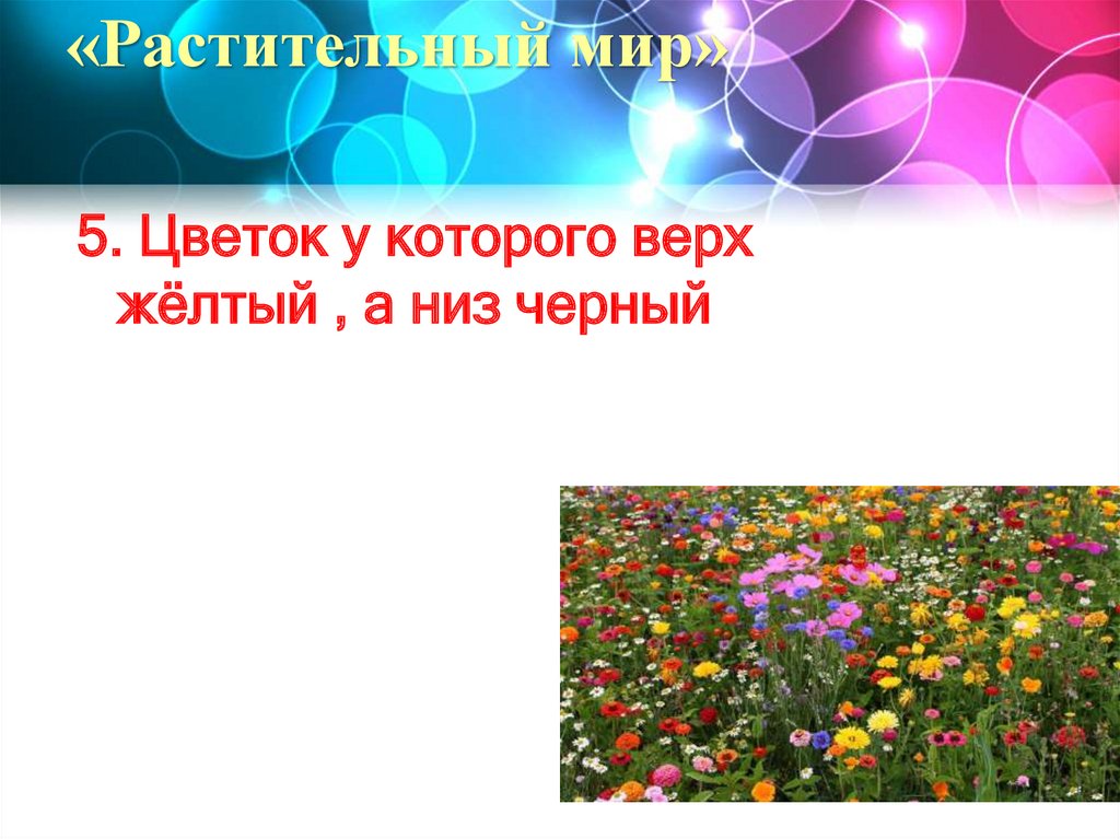 «Растительный мир»