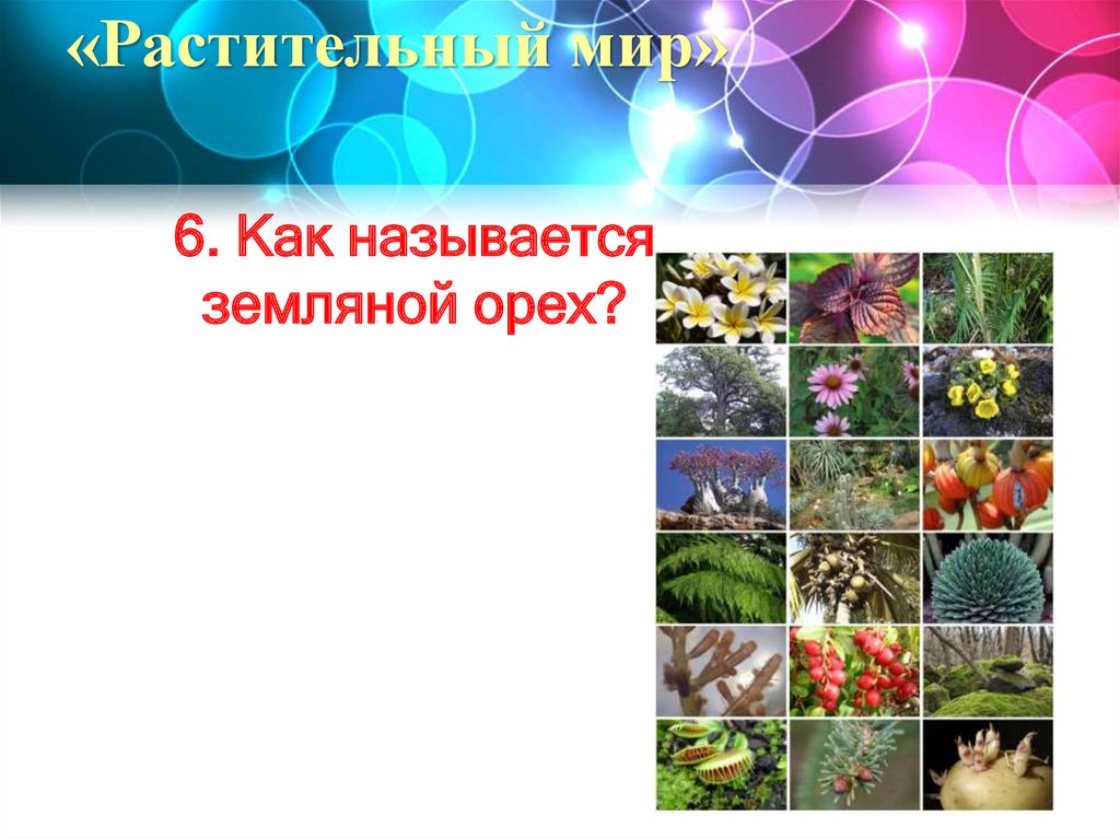 «Растительный мир»