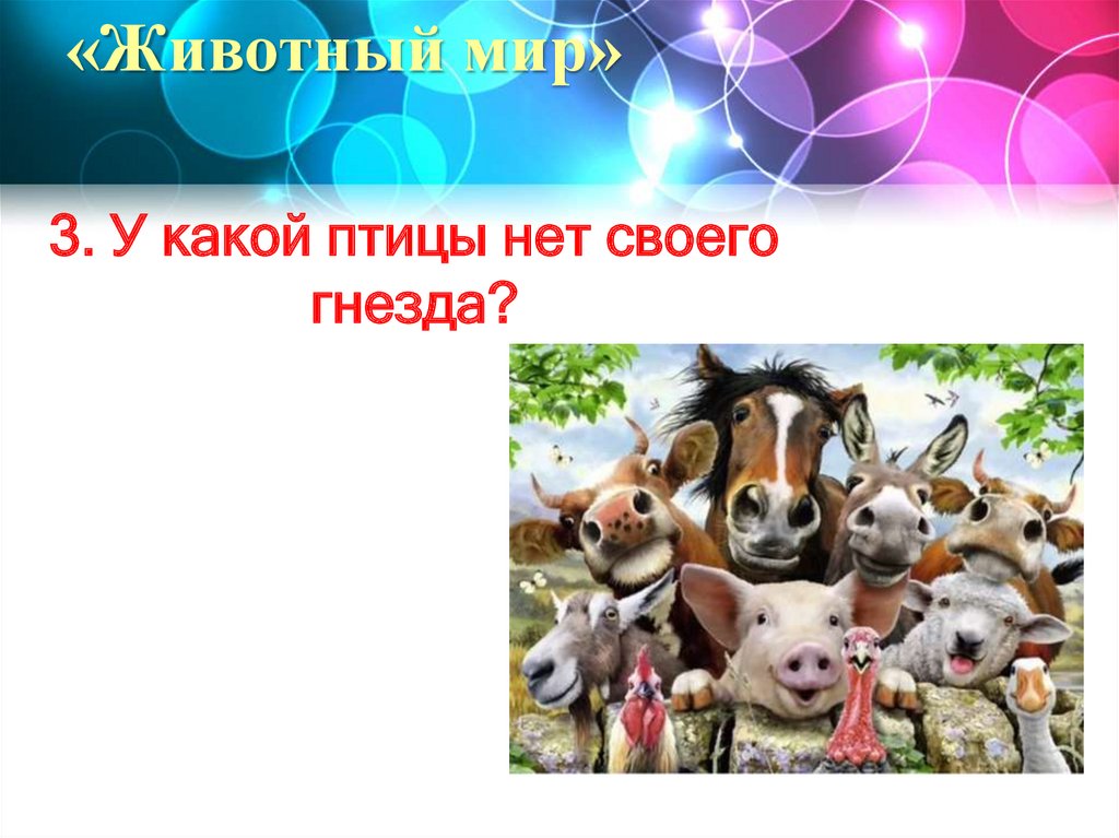 «Животный мир»