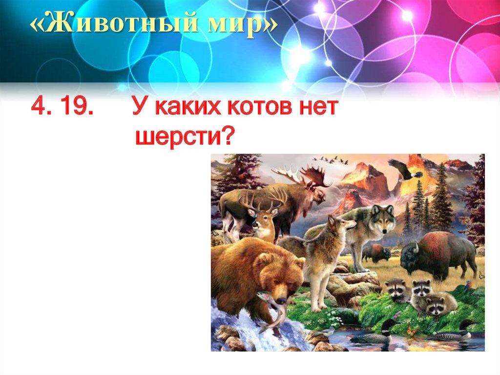 «Животный мир»